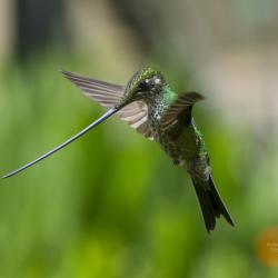 Colibrí