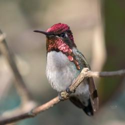 Colibrí