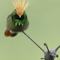 Colibrí