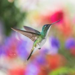 Colibrí