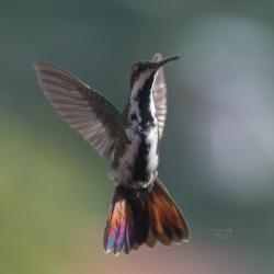 Colibrí