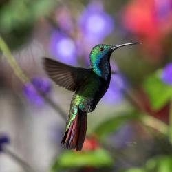 Colibrí