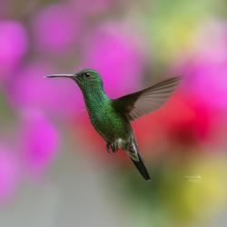 Colibrí