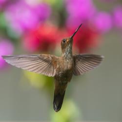Colibrí