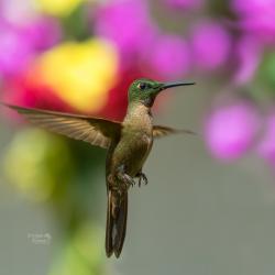 Colibrí
