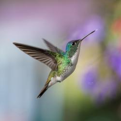 Colibrí