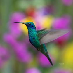 Colibrí