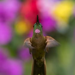 Colibrí
