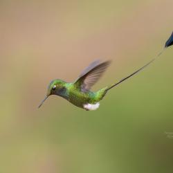 Colibrí