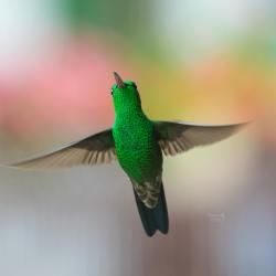 Colibrí