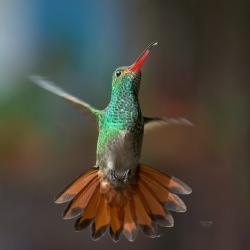 Colibrí