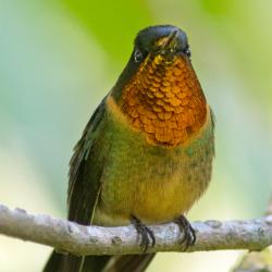 Colibrí