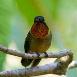 Colibrí