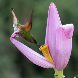 Colibrí