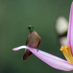 Colibrí