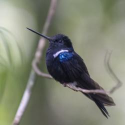 Colibrí