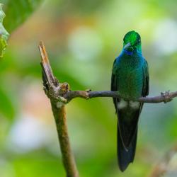 Colibrí