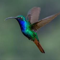 Colibrí