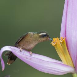 Colibrí