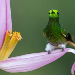 Colibrí
