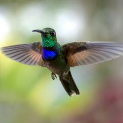 Colibrí