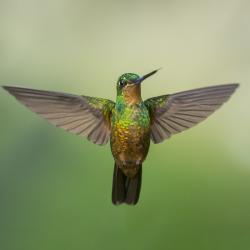 Colibrí