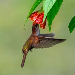 Colibrí