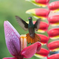 Colibrí