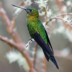 Colibrí