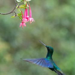 Colibrí
