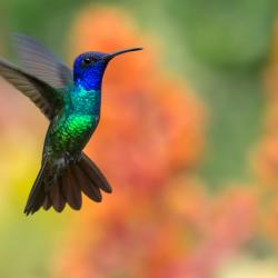 Colibrí