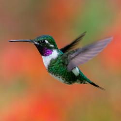 Colibrí