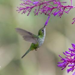 Colibrí