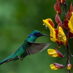 Colibrí