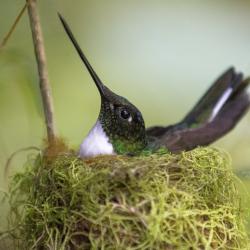 Colibrí