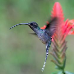 Colibrí