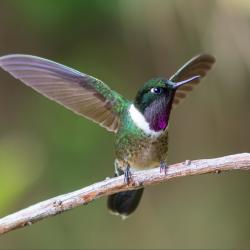 Colibrí
