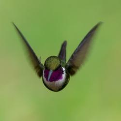 Colibrí
