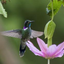 Colibrí