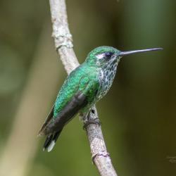 Colibrí