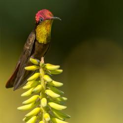 Colibrí