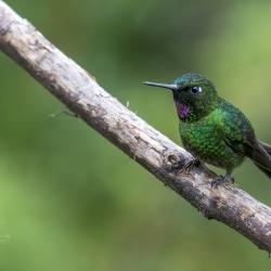 Colibrí