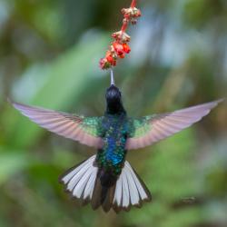Colibrí