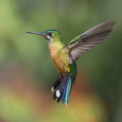 Colibrí