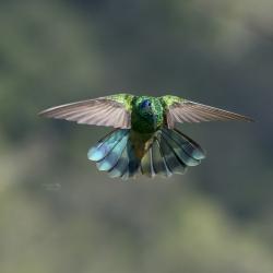 Colibrí