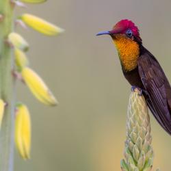 Colibrí