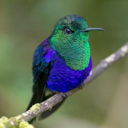 Colibrí