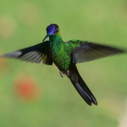 Colibrí