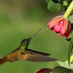 Colibrí