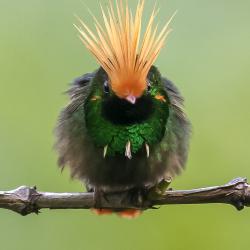 Colibrí